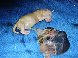 Vybalené štěně z obalu, od pupečníku stáhnutý obal a placenta, Pro zvětšení klikněte