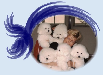 Bichon Charnett - Slapničková