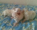 Click for enlargement